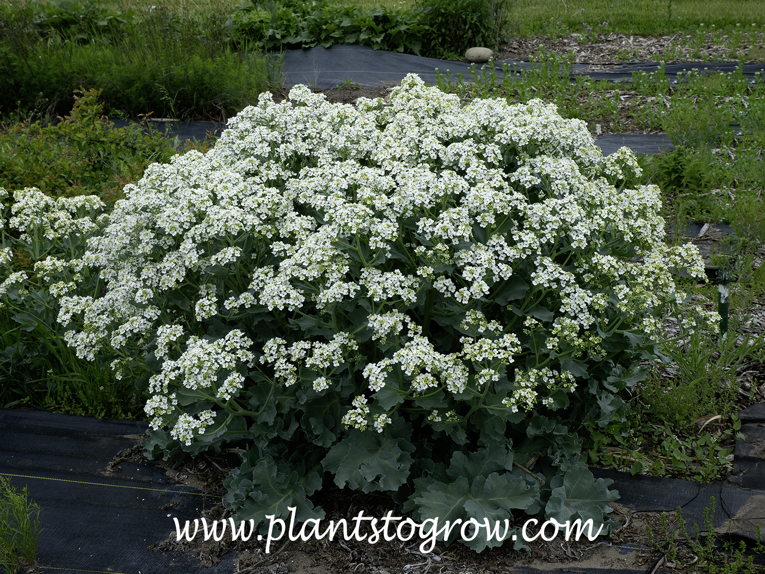 Sea Kale (Crambe maritima) 
A large plant in a seed stock bed.